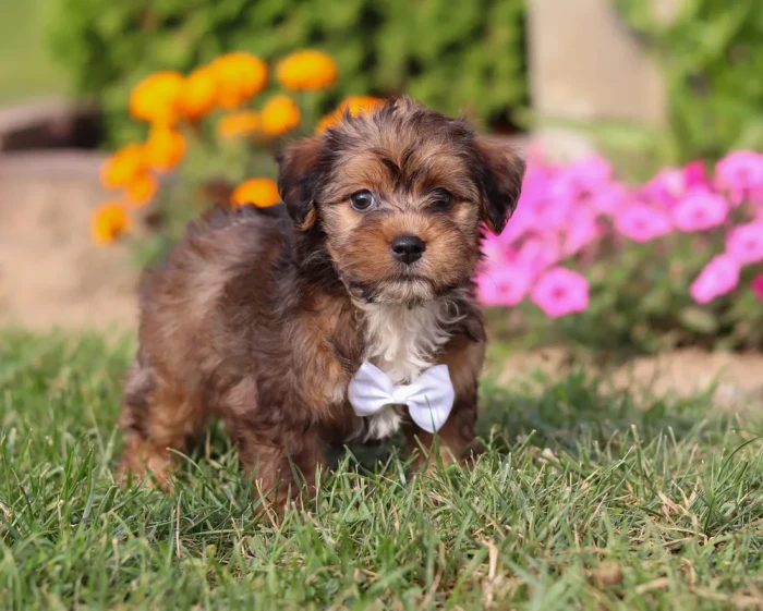 Yorkiepoo Puppy