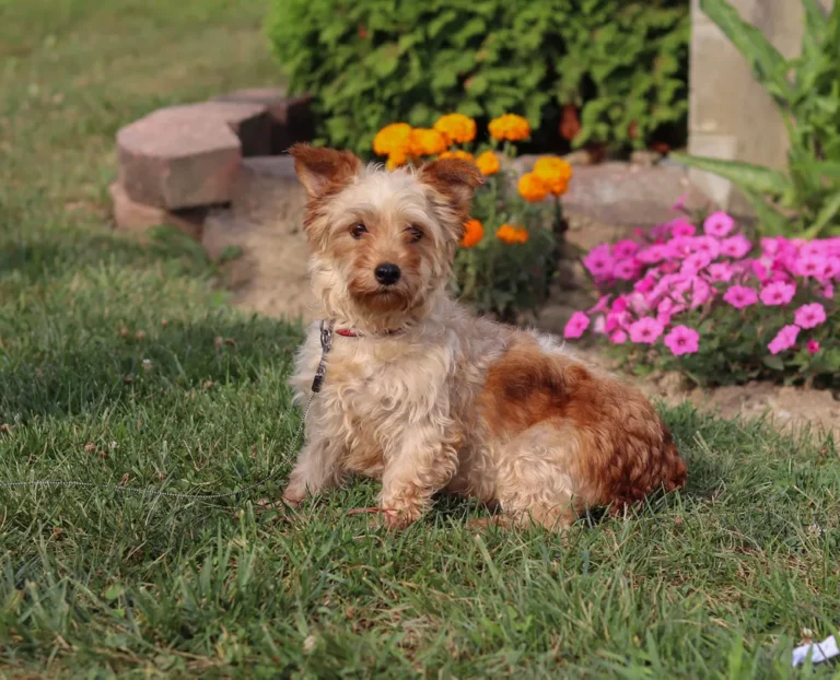 Yorkshire Terrier female dog sitting in the grass