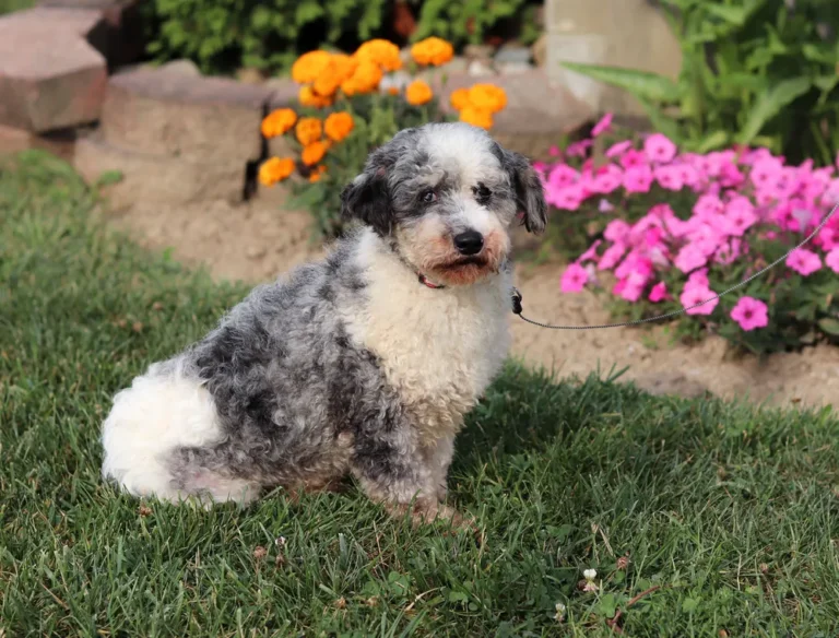 Poodle dog sitting in the grass by some flowers