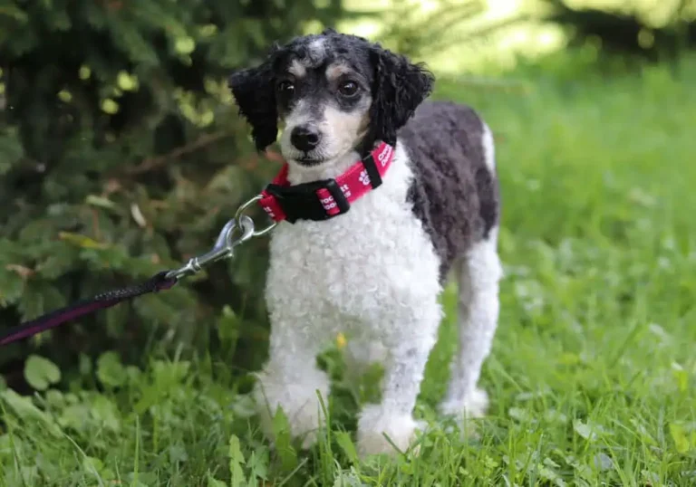 Poodle male.