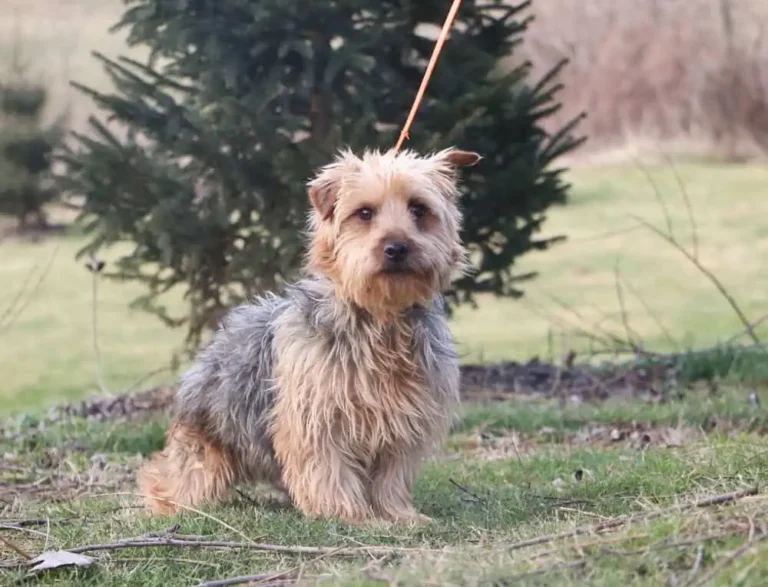 Yorkshire Terrier Female