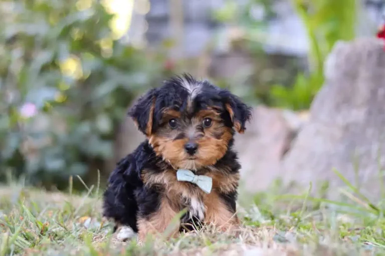Yorkipoo puppy with a ribbon sitting in the grass.