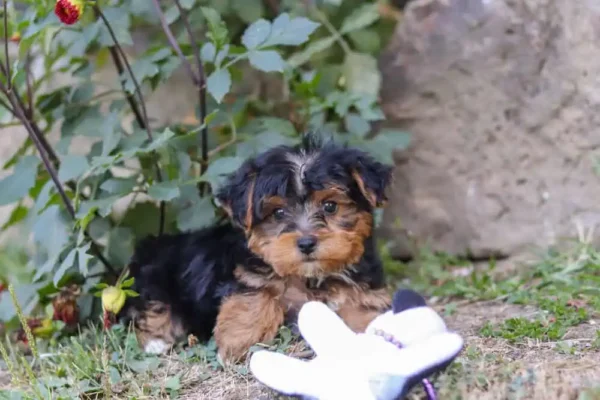 Yorkipoo puppy with a toy sitting in the grass.