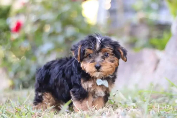Yorkipoo puppy standing with a ribbon.