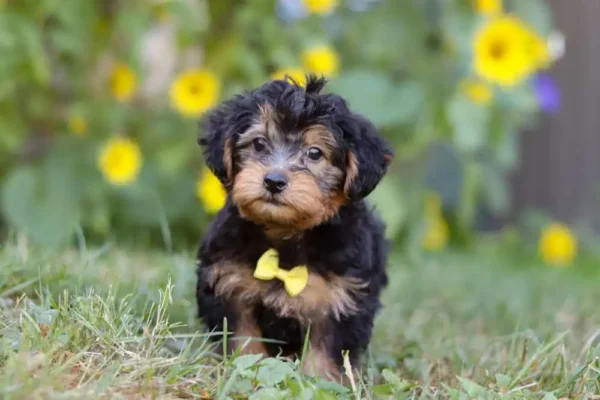 Yorkipoo puppy with a yellow ribbon.