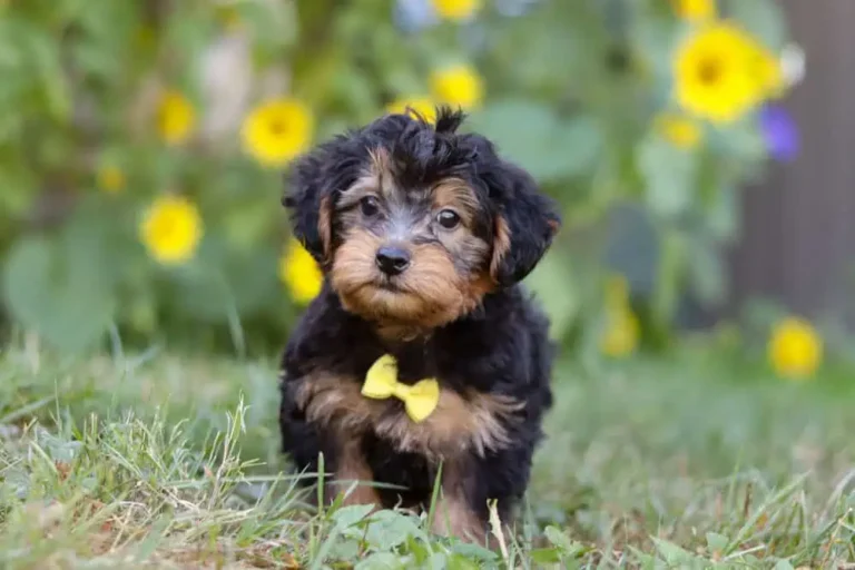 Yorkipoo puppy with a yellow ribbon.
