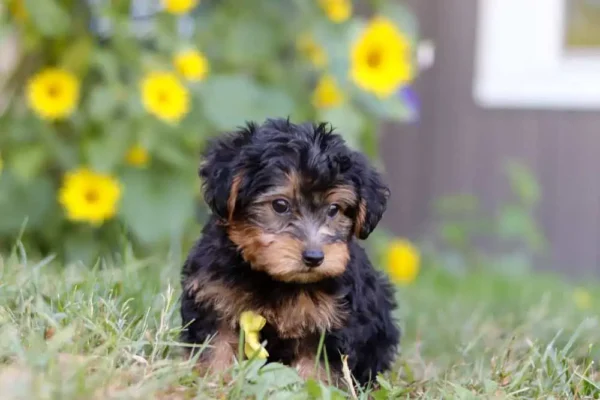 Yorkipoo puppy posing in the grass.