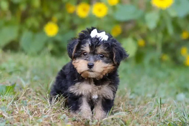 Yorkipoo puppy with a ribbon.