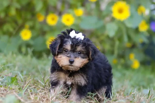 Yorkipoo puppy with a white ribbon.