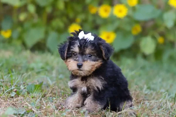 Yorkipoo puppy sitting in the grass.