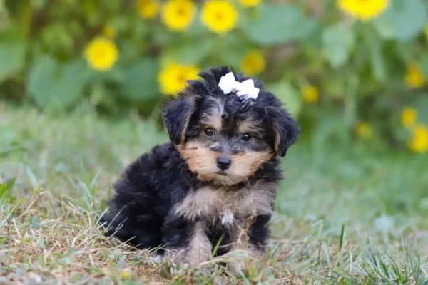 Cute Yorkipoo puppy sitting in the grass.