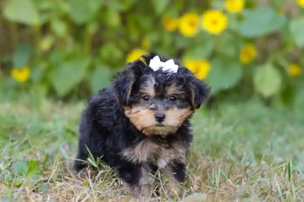 Yorkipoo puppy standing with a ribbon.