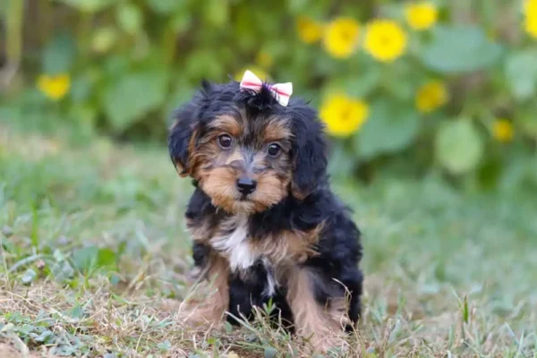 Yorkipoo puppy posing in the grass.