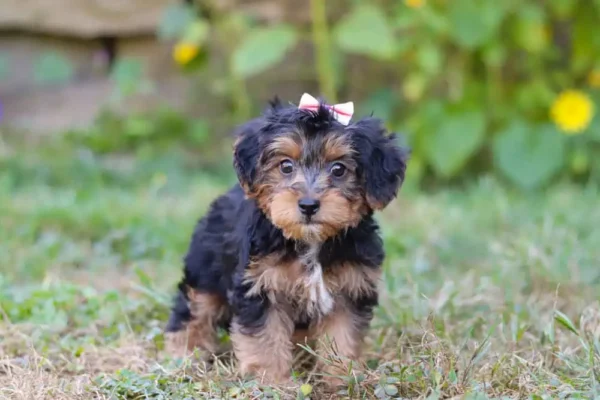 Yorkipoo puppy with a ribbon.