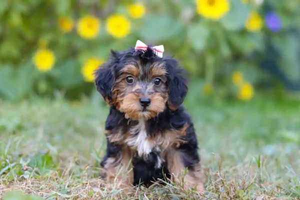 Yorkipoo puppy sitting in the grass.