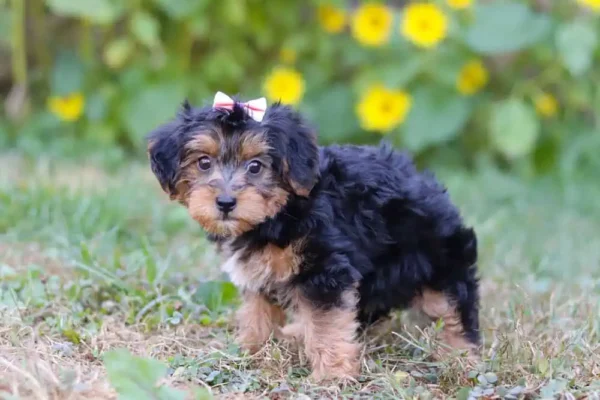 Yorkipoo puppy with a white ribbon.