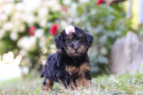 Yorkipoo puppy sitting in the grass.