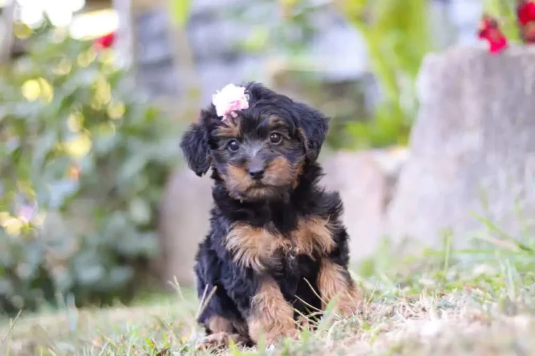 Cute Yorkipoo puppy sitting in the grass.