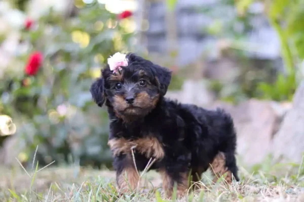 Yorkipoo puppy standing with a ribbon.