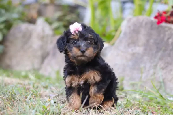 Yorkipoo puppy with a ribbon.