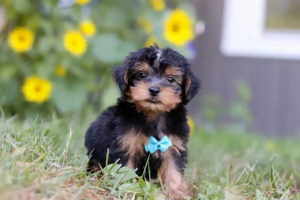 Yorkipoo puppy sitting in the grass.