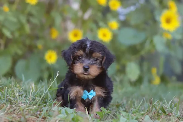 A Yorkipoo puppy sitting in the grass.