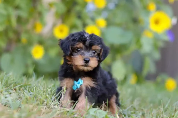 Cute Yorkipoo puppy sitting in the grass.