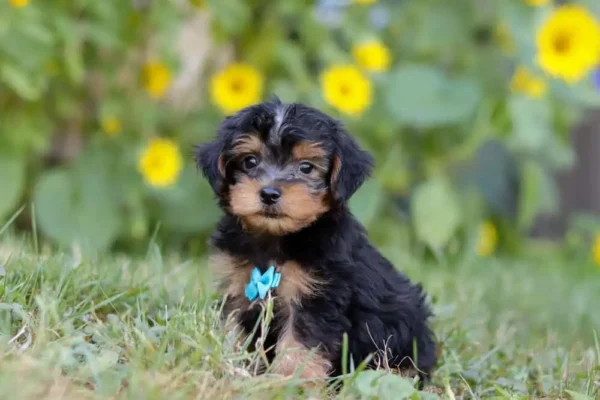Yorkipoo puppy with a ribbon.