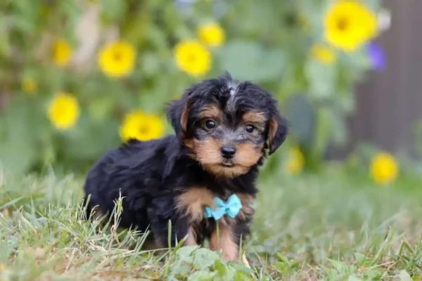 Yorkipoo puppy standing in the grass.