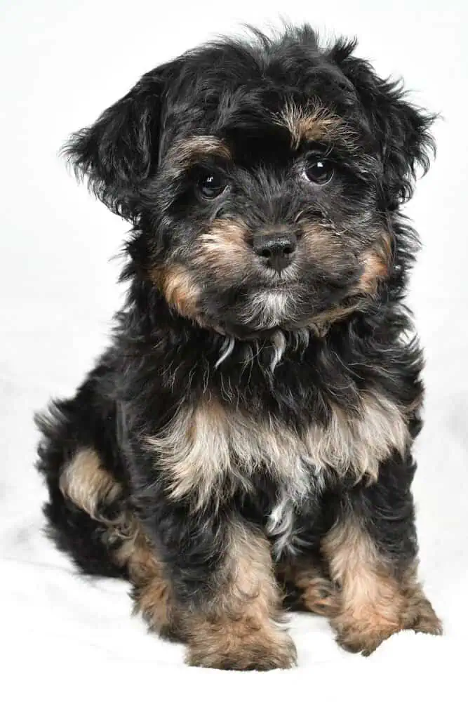 Yorkipoo puppy posing.