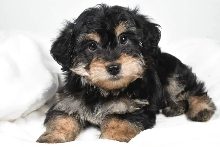 Yorkipoo puppy posing.