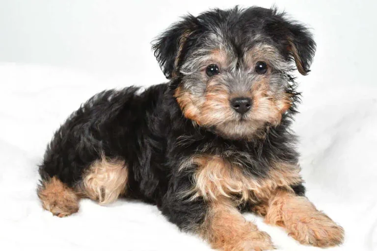 Yorkipoo puppy lying down.