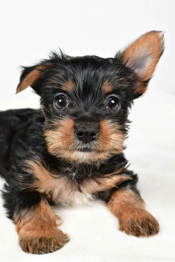 A cute Yorkshire Terrier puppy posing.