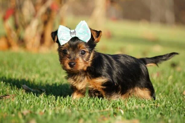 Yorkshire Terrier Puppy