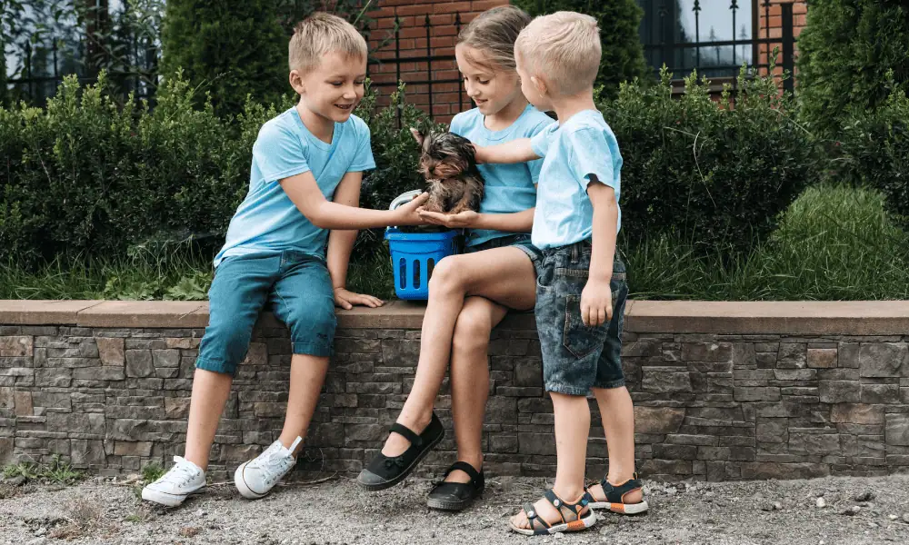 Yorkshire Terrier with children.