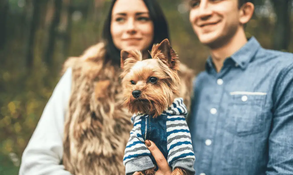 Yorkshire Terrier with two adults.