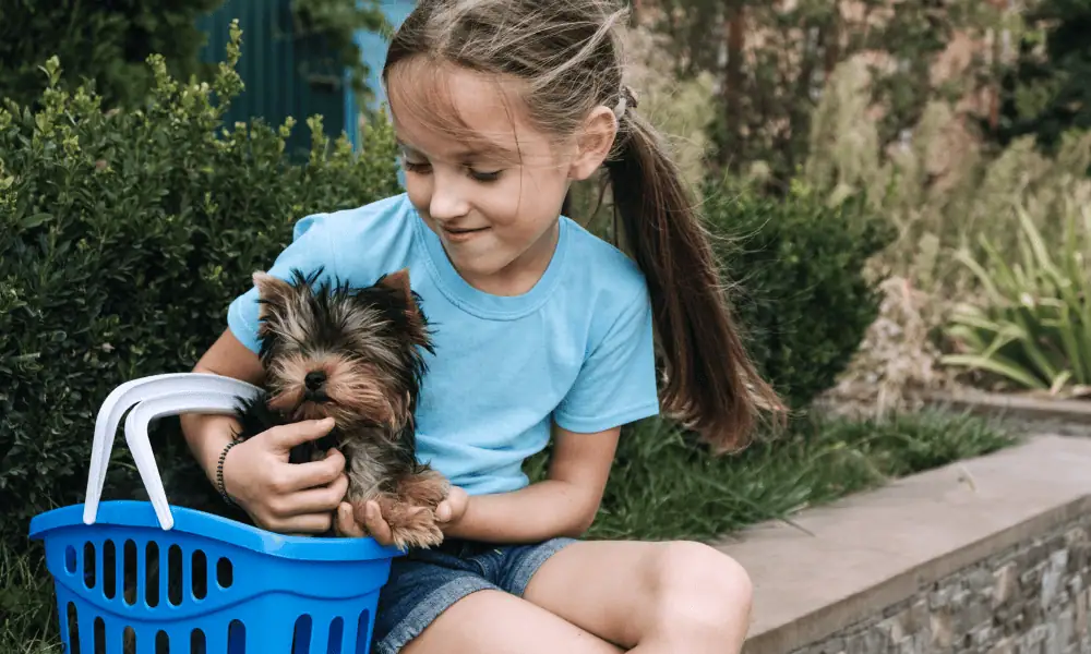 Yorkshire Terrier with a girl.