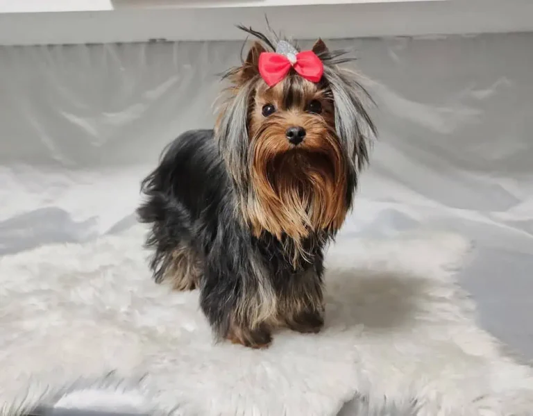 Yorkshire Terrier Female.