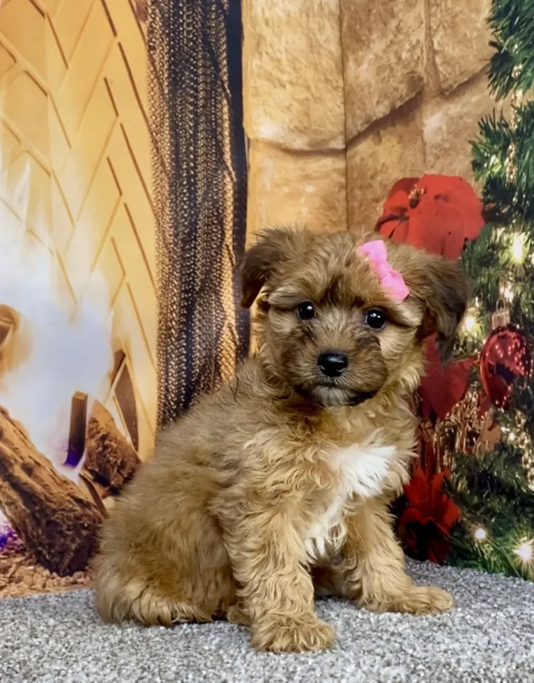 A cute Yorkiepoo puppy with a pink bow posing in front of a fireplace.