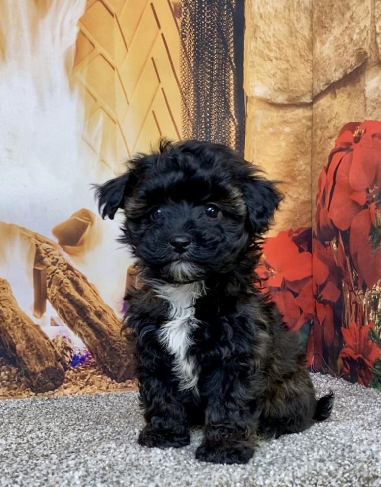 A cute Yorkiepoo puppy posing in front of a fireplace.