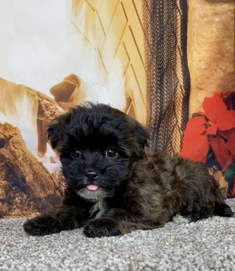 A cute Yorkiepoo puppy posing in front of a fireplace.