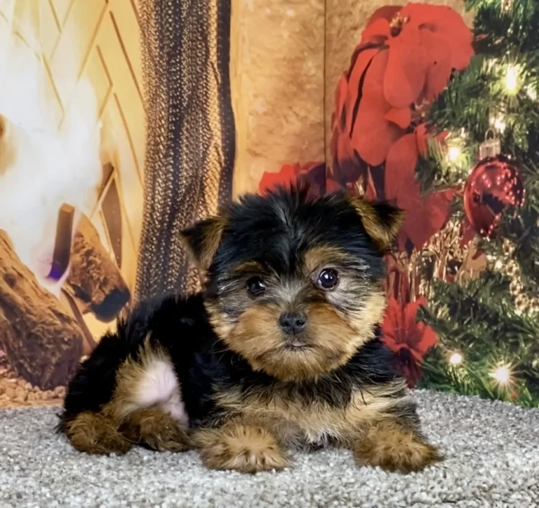A Yorkshire Terrier puppy posing.