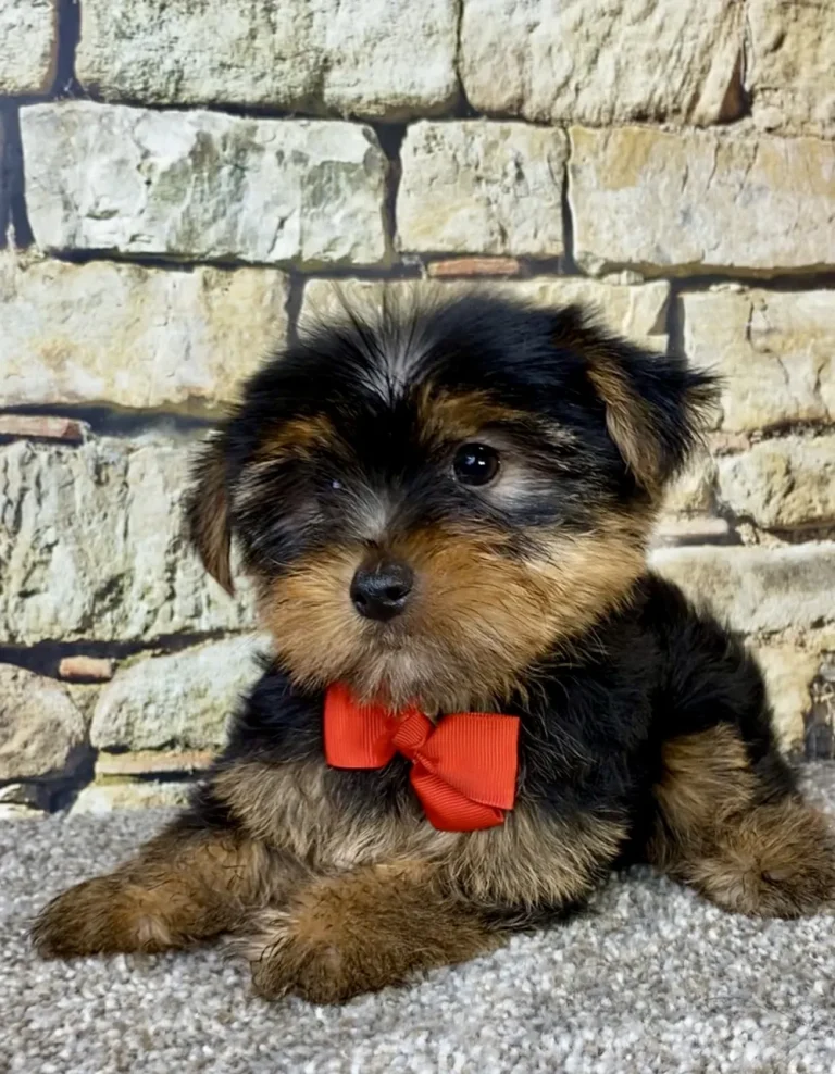 Cute Yorkshire Terrier puppy posing with a ribbon.
