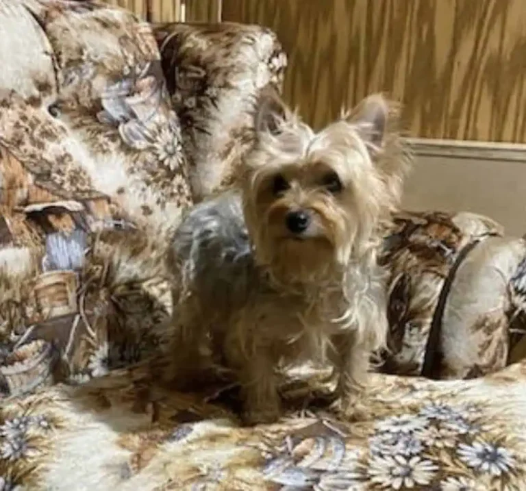 Yorkshire Terrier male on a couch.