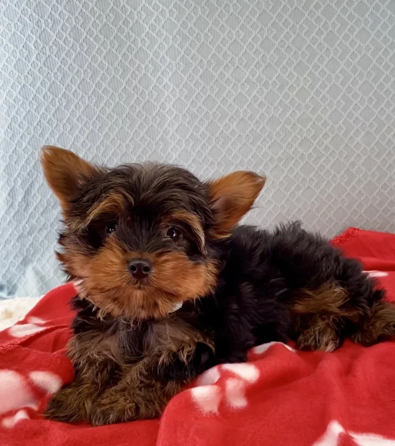 Yorkshire Terrier puppy posing.
