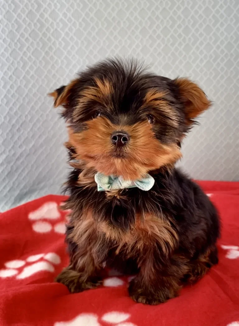 Yorkshire Terrier puppy posing with aa blue bow.