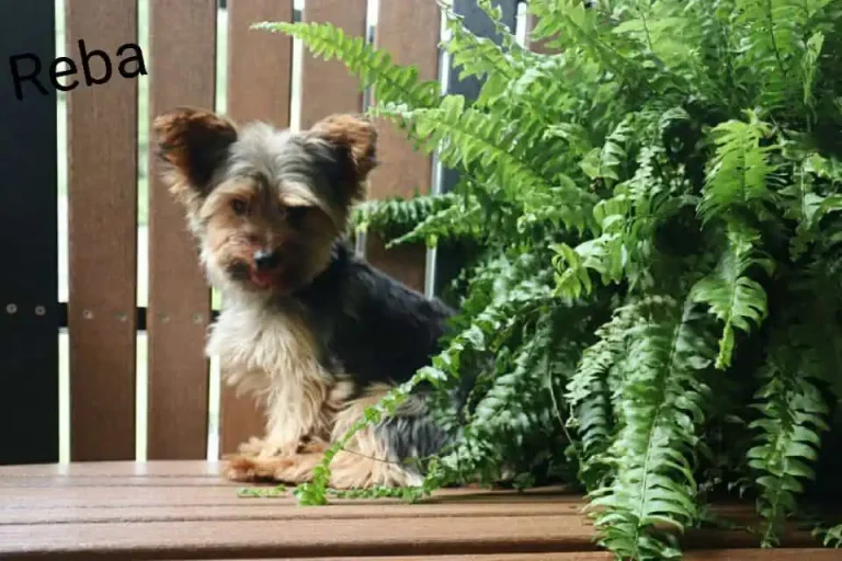 Yorkshire Terrier female with a plant.