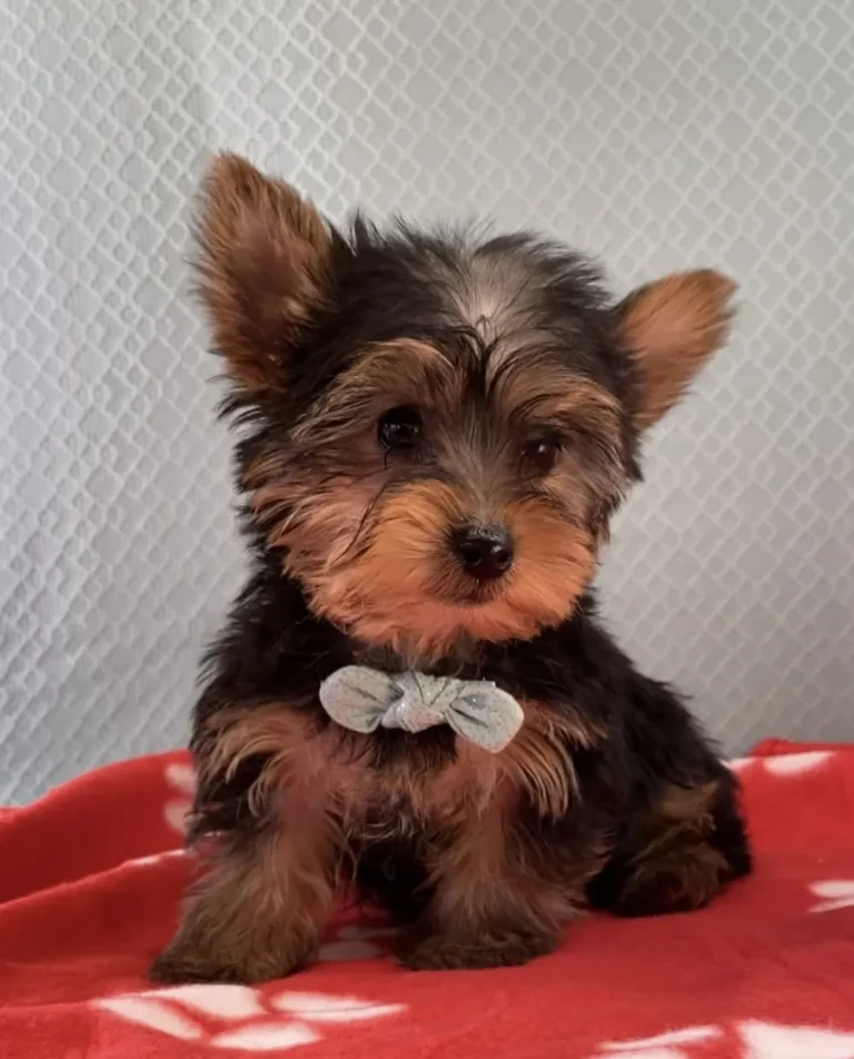Yorkshire Terrier puppy posing with a blue bow.