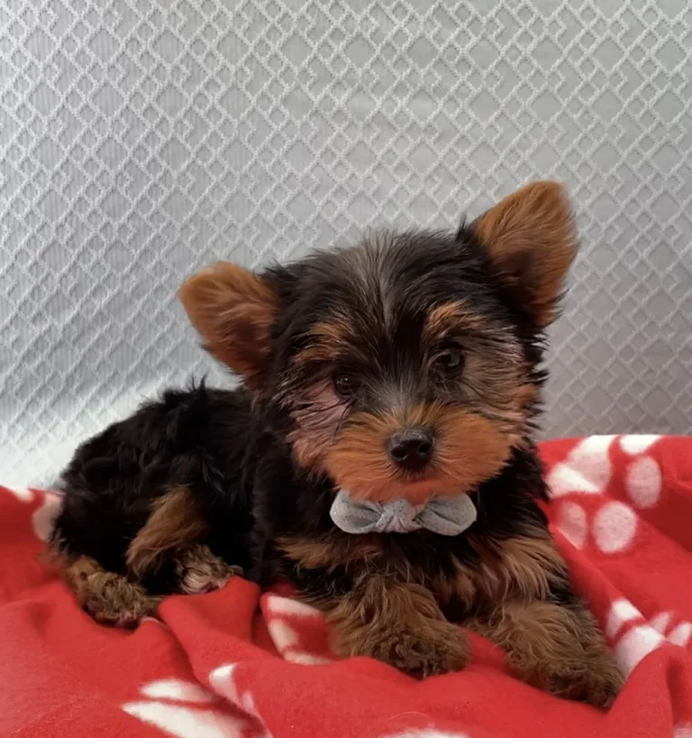 Cute Yorkshire Terrier puppy posing.