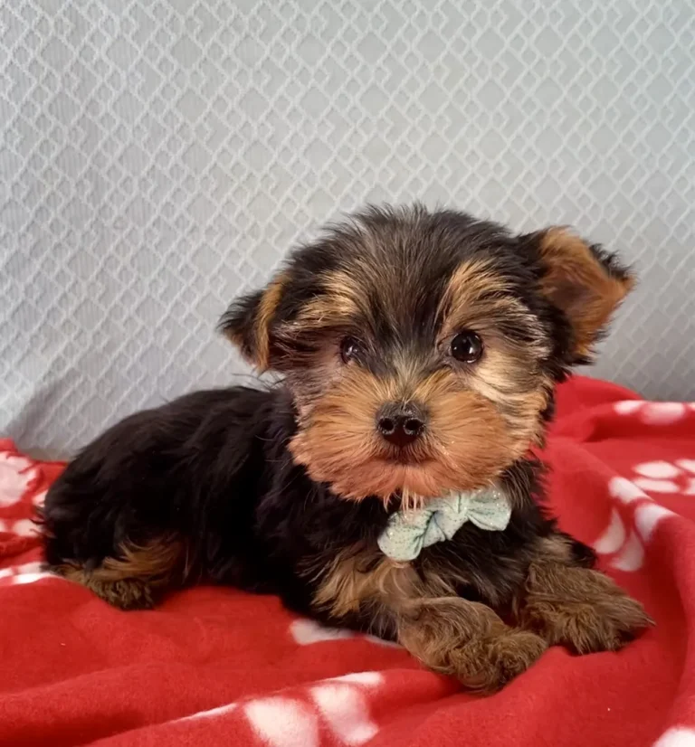 An adorable Yorkshire Terrier puppy posing.